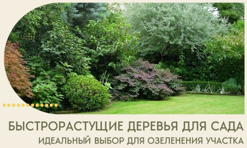 Быстрорастущие деревья для сада идеальный выбор в Анжере-Судженске