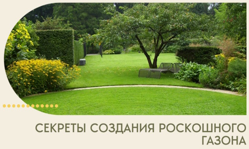 Секреты создания роскошного газона в Анжере-Судженске