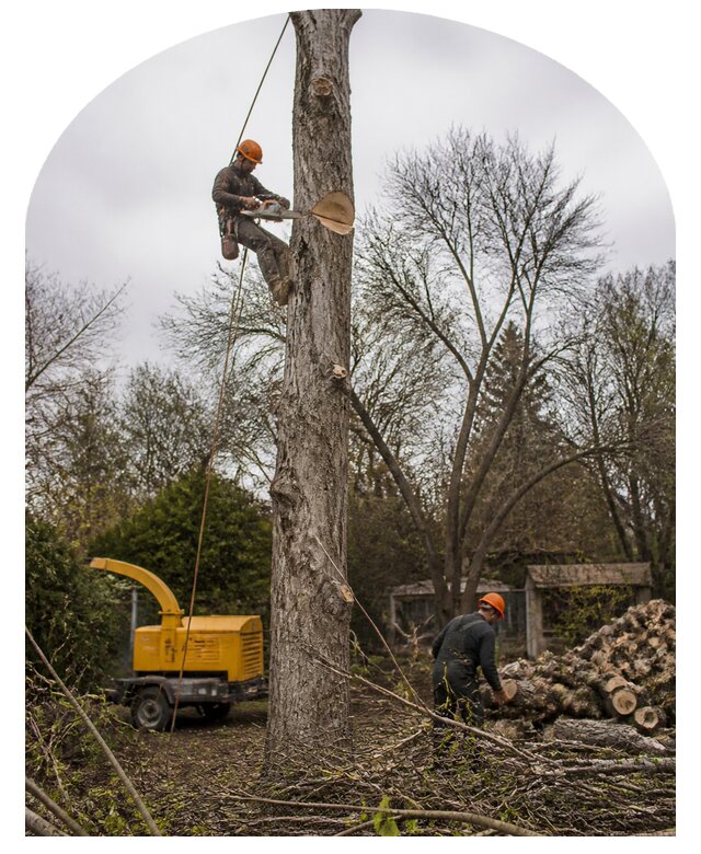 Спил аварийных деревьев в Анжере-Судженске по цене от 6667 р. | Метпроект-Нжр
